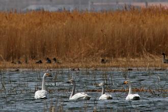 吹小號的天鵝 第15期 小天鵝(4)