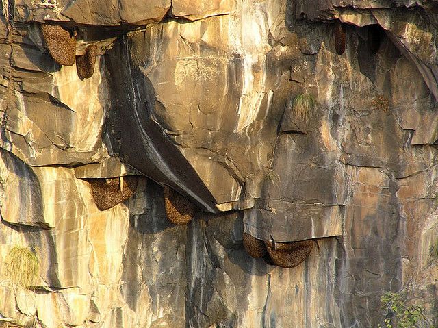 環(huán)球英語 Honey Hunters