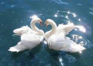 吹小號的天鵝 第42期:小號(4)