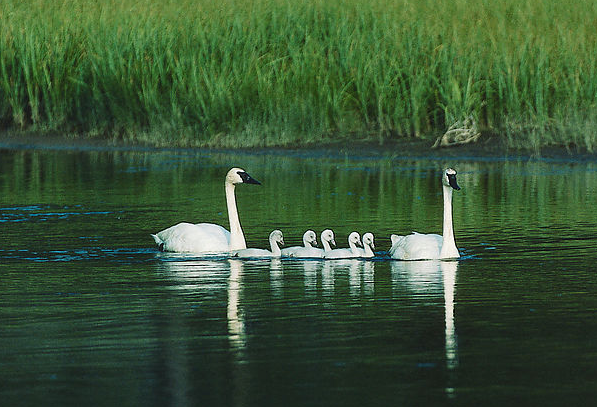 吹小號的天鵝 第46期:金錢的煩惱(4)