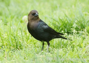 時(shí)差N小時(shí):關(guān)于"北美燕八哥"的研究(上)