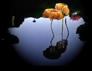 好詩(shī)獻(xiàn)給你 第39期:心懷信念并追求完美