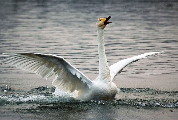 吹小號(hào)的天鵝 第55期:救援(6)
