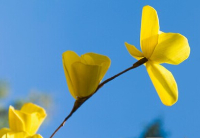 雅思寫作：踏實寫好簡單句，分數更好提高！