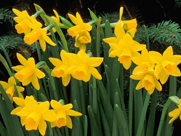 好詩(shī)獻(xiàn)給你 第73期:詠黃水仙花 To daffodils
