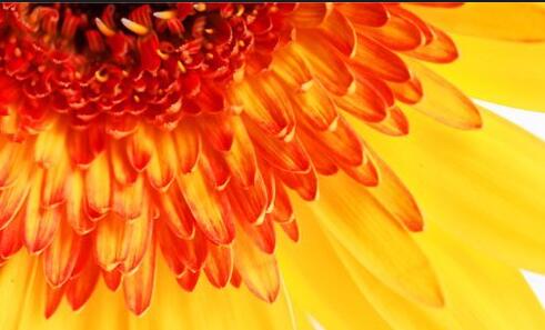 托福寫作：如何寫出華麗的文章？