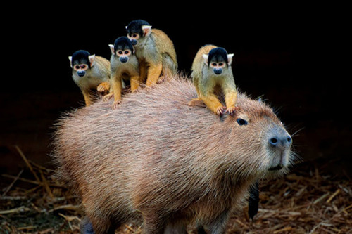 動物比人的工作還要好？看完后讓你大開眼界！