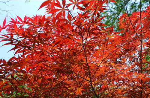 樹的四季意味著人生也有四季