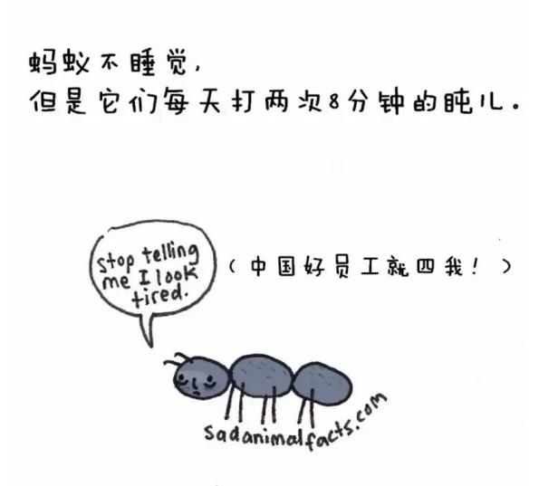 動物圈也賣萌，你造嗎？