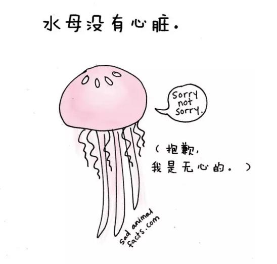 動物圈也賣萌，你造嗎？