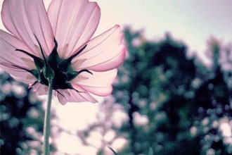 那些滌蕩靈魂的英語詩歌65 A Psalm of Life 人生禮頌