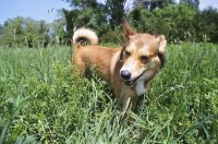 一起閑話英語：喜歡貓還是狗-Cats vs. Dogs