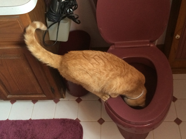 萌寵和英語的那些事兒