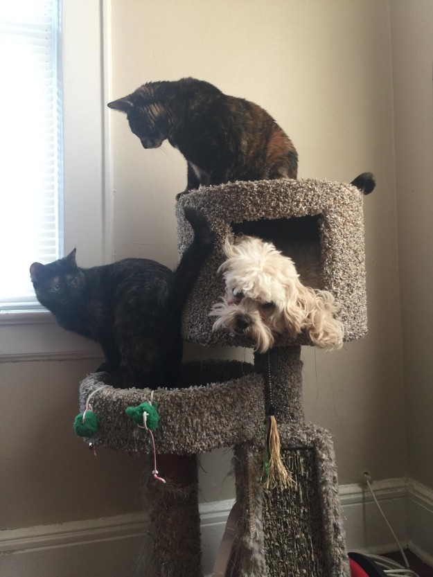 萌寵和英語的那些事兒