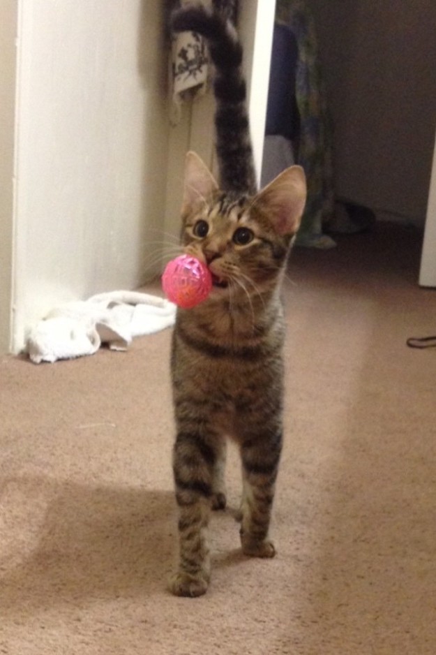 萌寵和英語的那些事兒