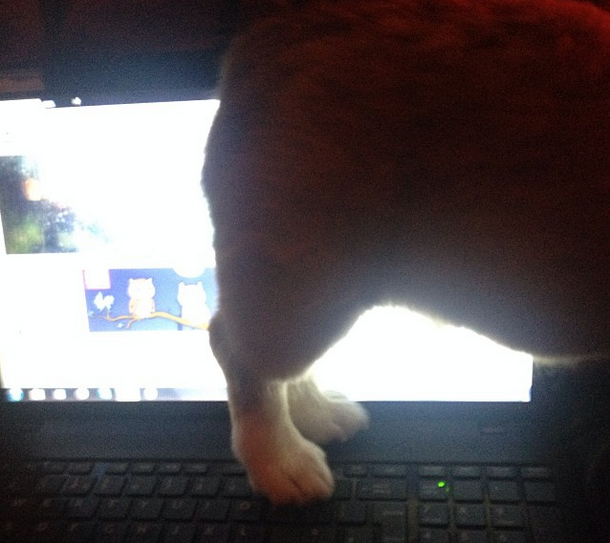 萌寵和英語的那些事兒