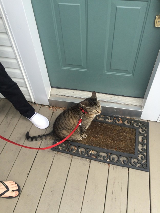 萌寵和英語的那些事兒