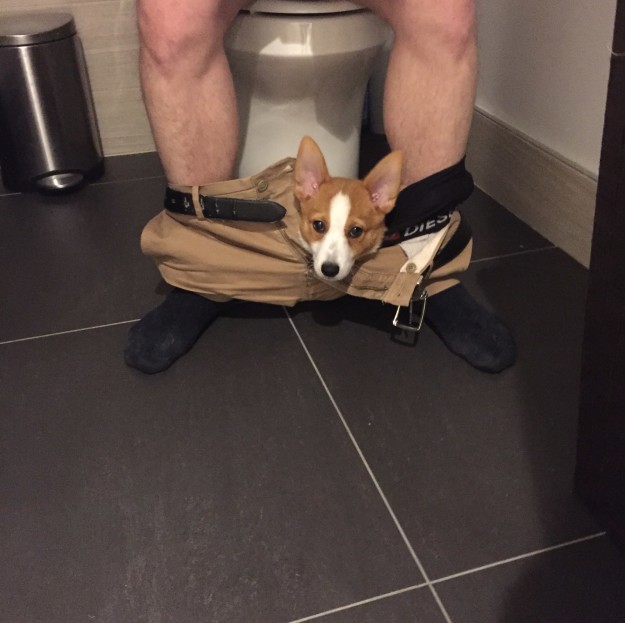 萌寵和英語的那些事兒