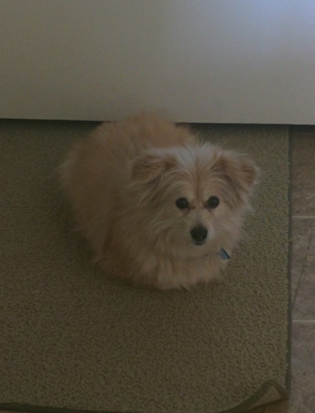 萌寵和英語的那些事兒