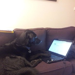 萌寵和英語的那些事兒