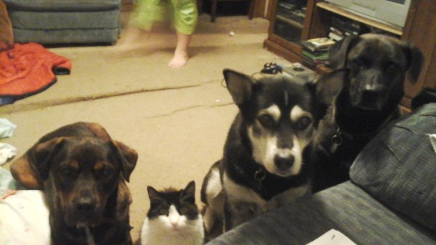 萌寵和英語的那些事兒