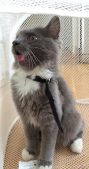 萌寵和英語的那些事兒