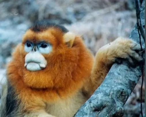 你有被這些動(dòng)物萌到嗎？