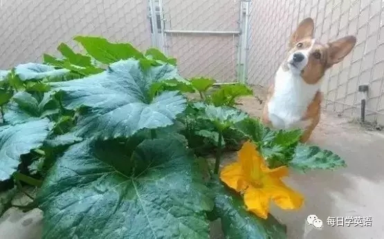汪星人的本事你不知道！