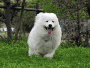 汪星人的本事你不知道！