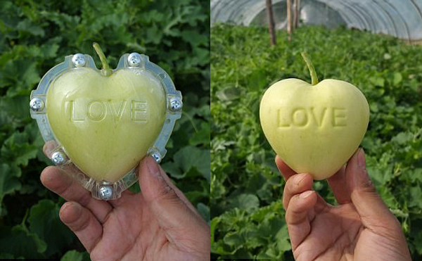 五角星黃瓜、方形西瓜、骷髏頭南瓜 神奇模具讓果蔬大變身