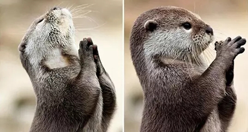 往飛機(jī)發(fā)動機(jī)里扔硬幣 這位老人的祈福方式連外媒都震驚了