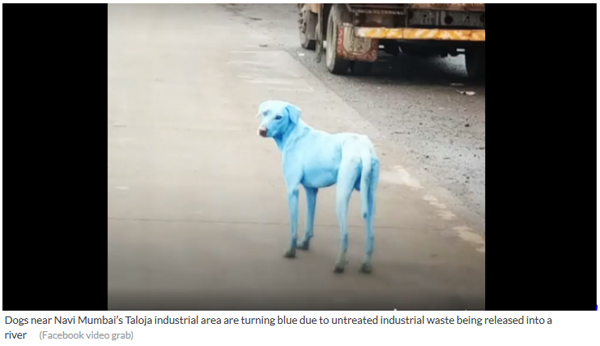 印度孟買：工業(yè)廢水導(dǎo)致郊區(qū)的狗變成藍(lán)色
