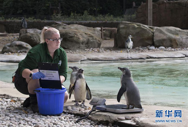 倫敦動物園“人口普查” 動物萌態(tài)十足(組圖)