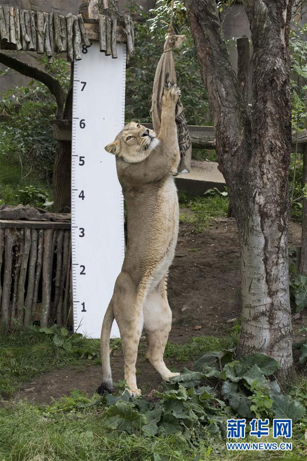 倫敦動物園“人口普查” 動物萌態(tài)十足(組圖)