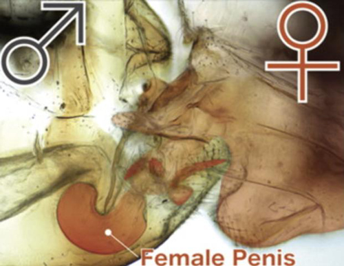 2017搞笑諾貝爾獎揭曉啦！看看今年奇葩研究都有啥