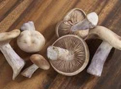 實戰(zhàn)口語情景對話：Mushrooms 蘑菇