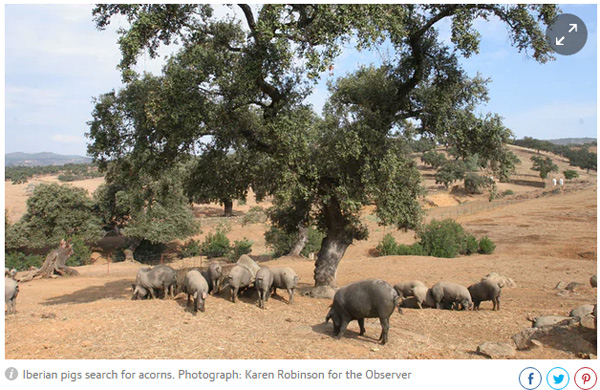 火腿告急！西班牙火腿成中國餐桌新寵