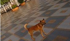 實戰(zhàn)口語情景對話:Thailand and America 泰國和美國