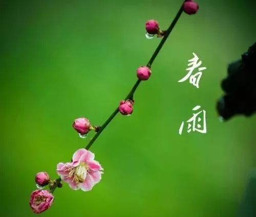 春雨