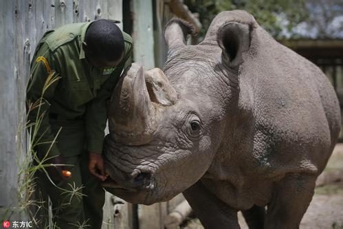 世界上最后一頭雄性白犀牛Sudan死了（雙語）