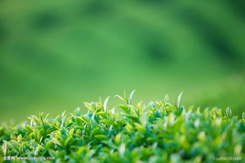 有關(guān)春天的英語閱讀