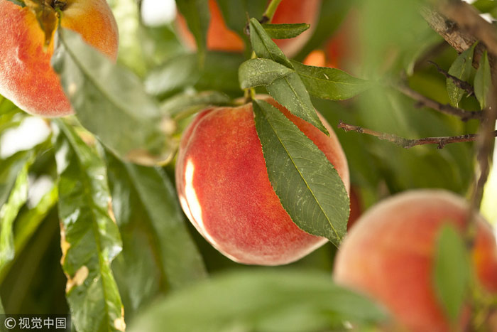 吃桃、摸秋……立秋習(xí)俗知多少