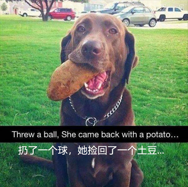 狗子