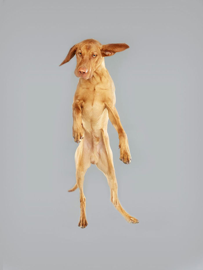 狗狗