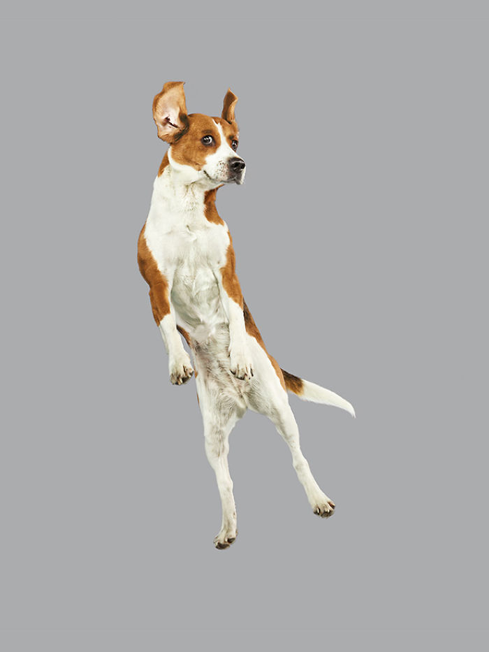 狗狗