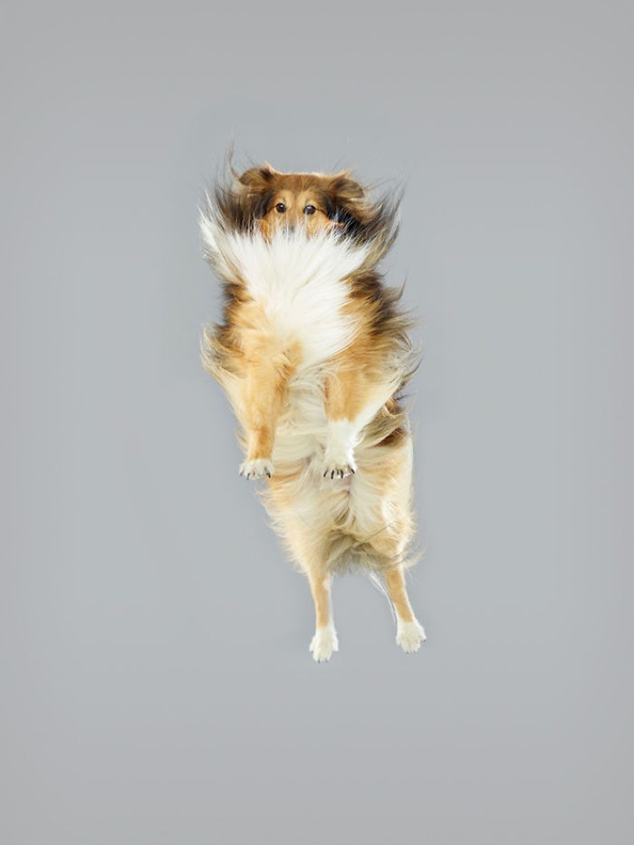 狗狗