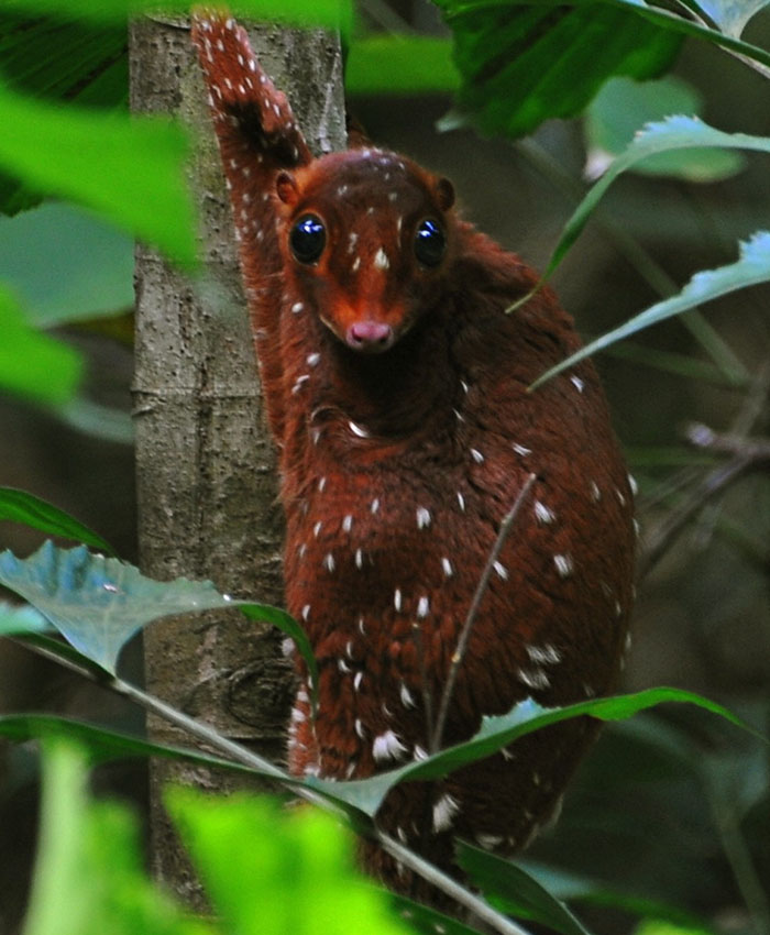 動物