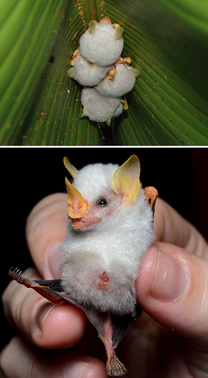 動物