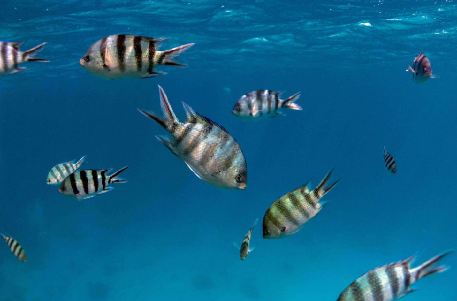 研究稱埃及人3500年前開始魚類養(yǎng)殖