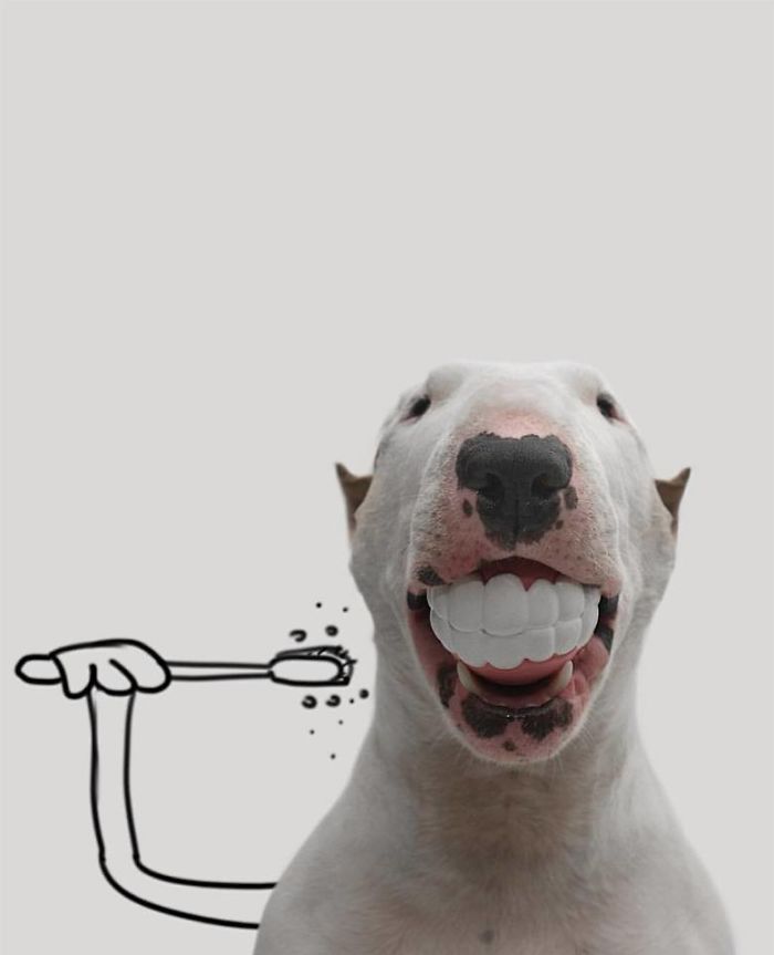 狗子